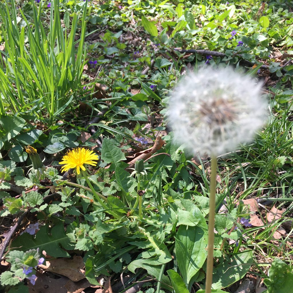 Dandelion clock and a wish for the future