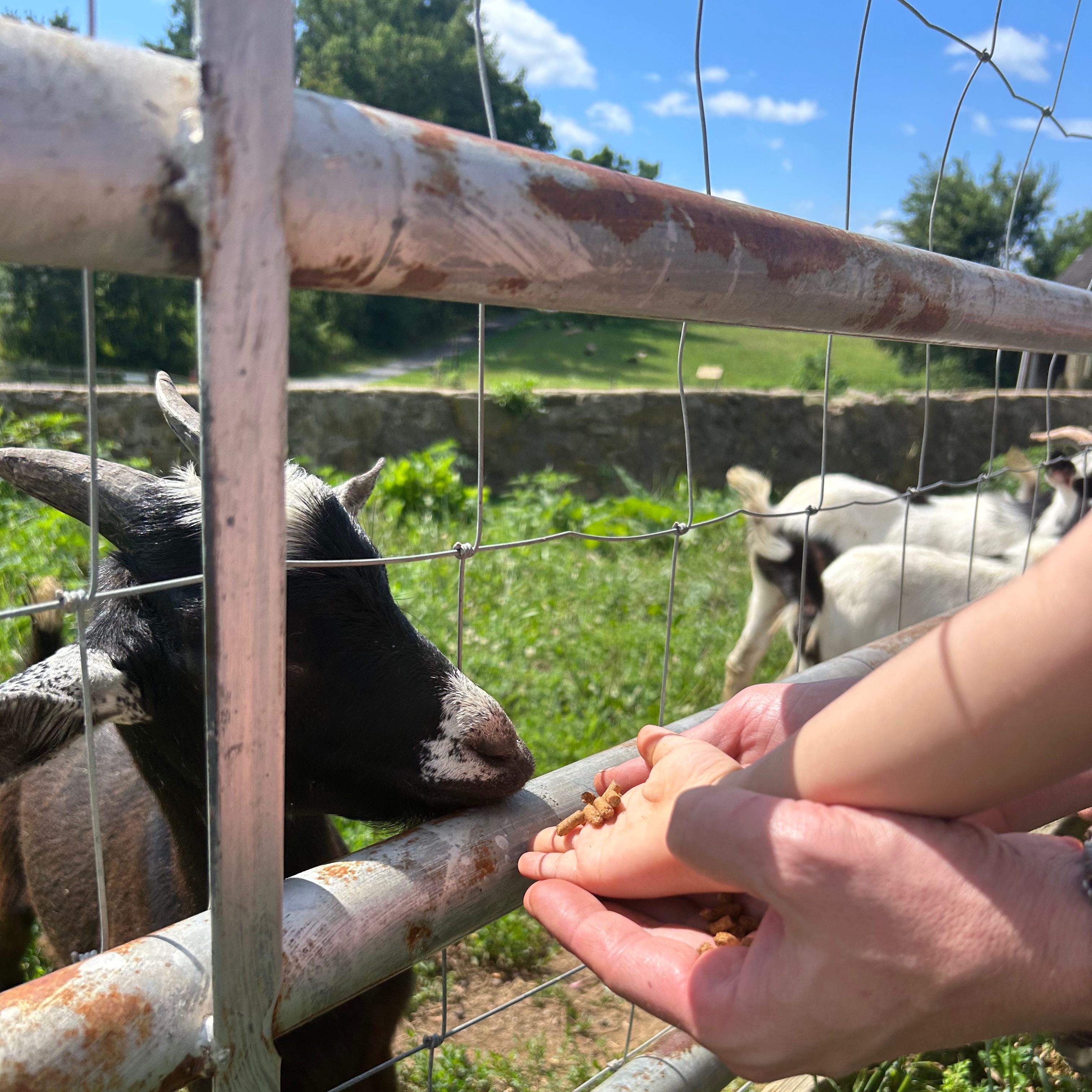 Feeding Goats at Sharp's at Waterford Farm, https://www.sharpfarm.com/