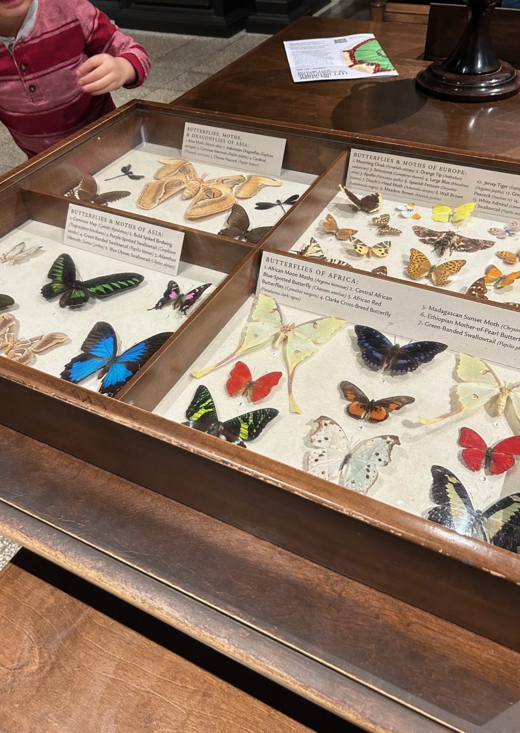 Time, Growth, and the Beauty of&nbsp;Moths