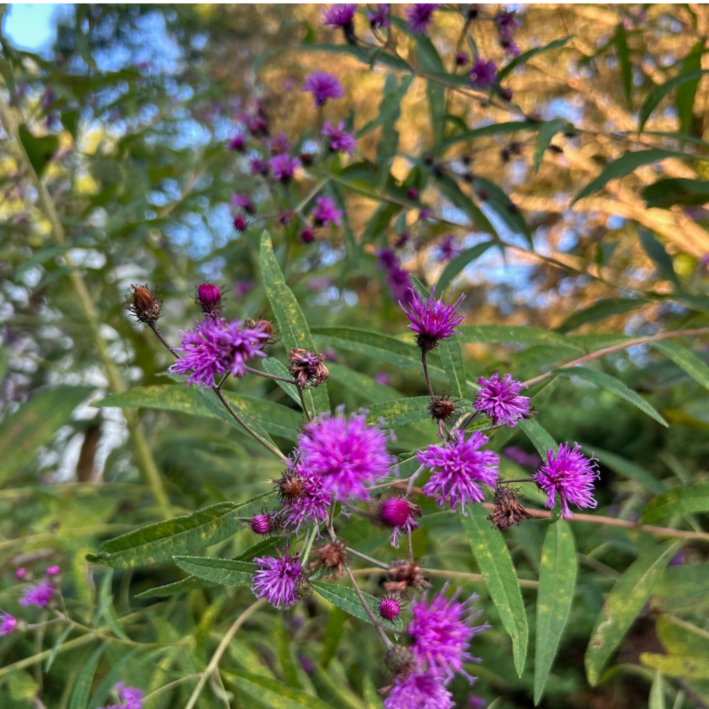 bright purple flowers