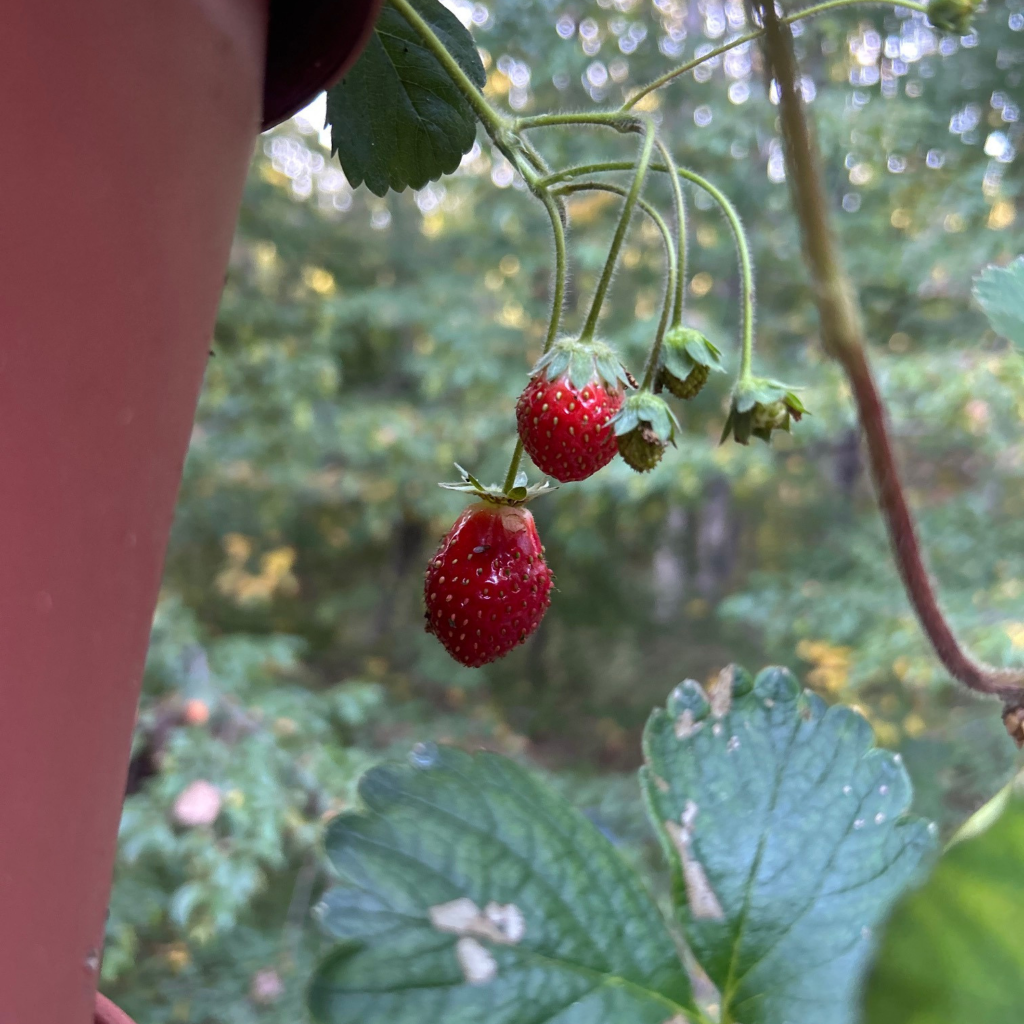strawberries hanging from pot