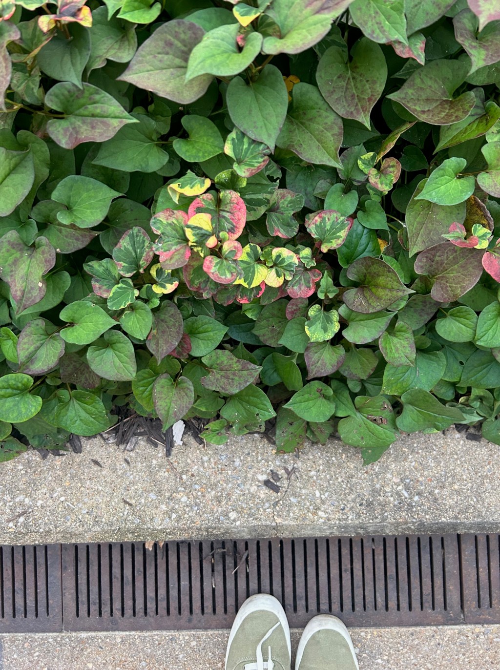 The Rollercoaster and the&nbsp;Process